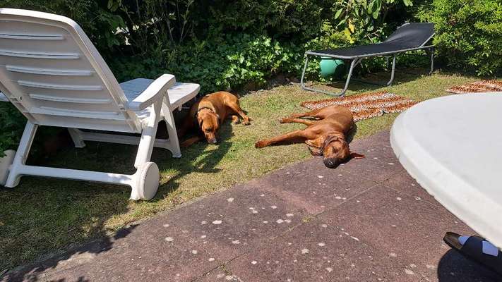 Rhodesian Ridgeback-Beitrag-Bild