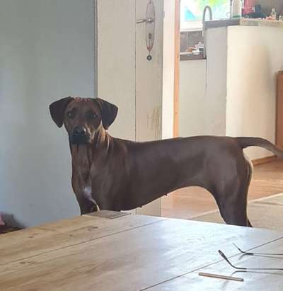 Rhodesian Ridgeback-Beitrag-Bild