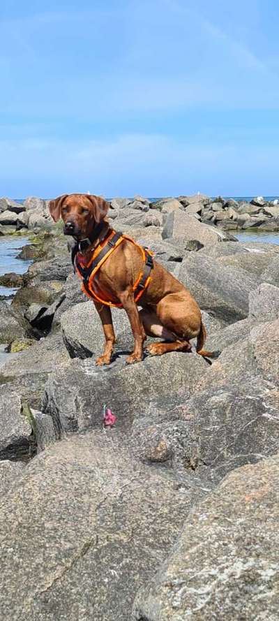 Rhodesian Ridgeback-Beitrag-Bild