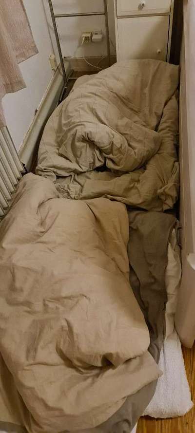 Rhodesian Ridgeback-Beitrag-Bild