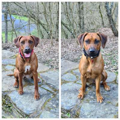 Rhodesian Ridgeback-Beitrag-Bild