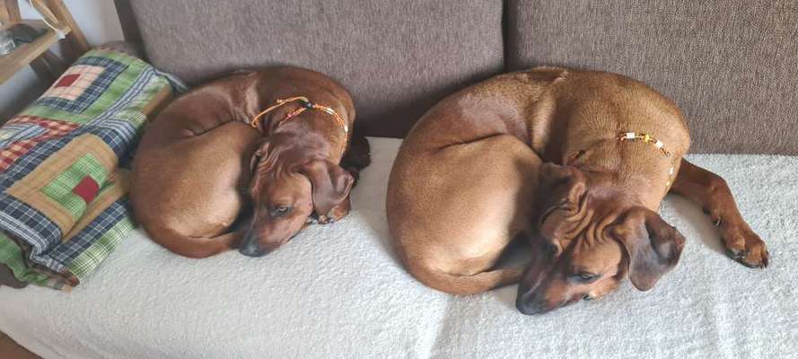 Rhodesian Ridgeback-Beitrag-Bild