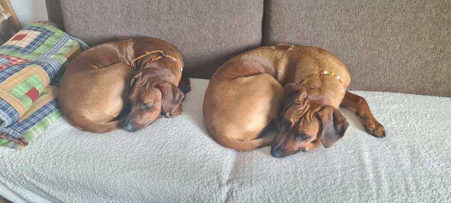 Rhodesian Ridgeback-Beitrag-Bild