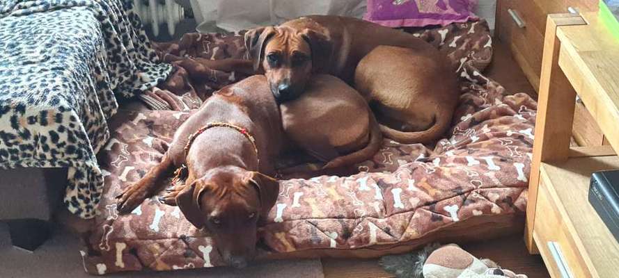Rhodesian Ridgeback-Beitrag-Bild