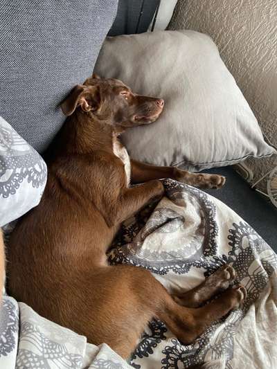 Podencomischling oder Podenco-Beitrag-Bild