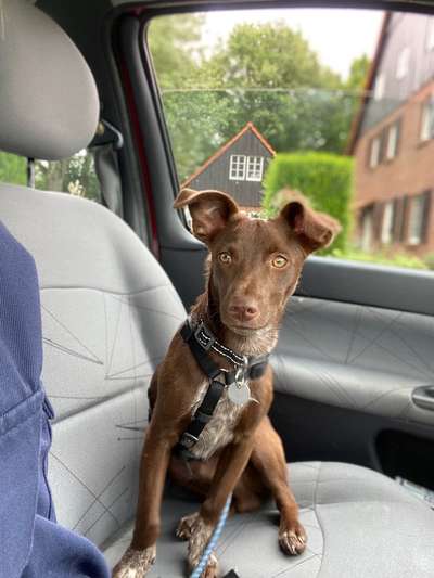 Hund aus dem Spanischen Tierschutz-Beitrag-Bild