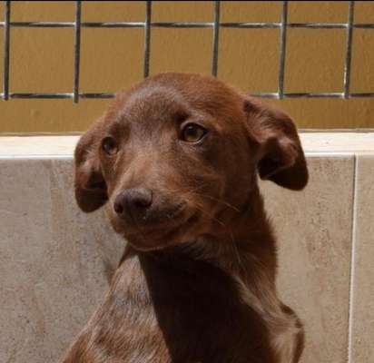 Podencomischling oder Podenco-Beitrag-Bild