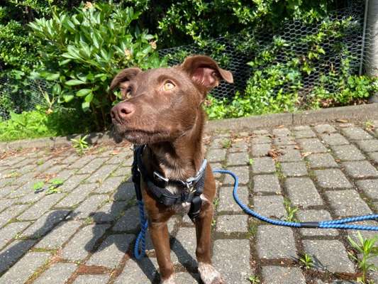 Die Dogorama Kalender Challenge 4/4-Beitrag-Bild