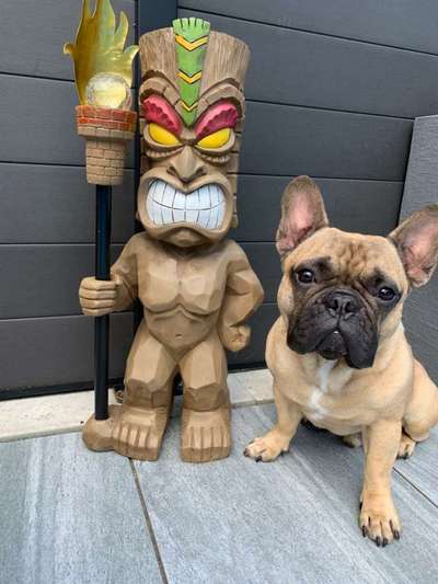 Französische Bulldoggen-Beitrag-Bild