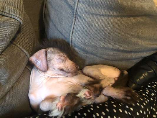 PBGV und Chinese Crested-Beitrag-Bild