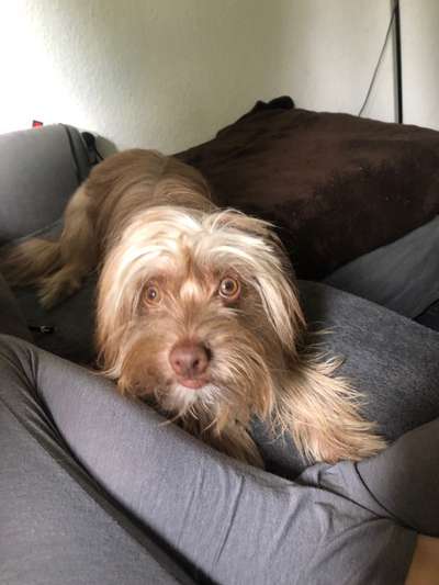 PBGV und Chinese Crested-Beitrag-Bild