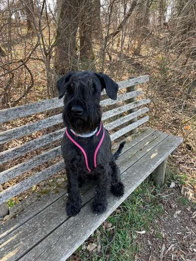 Wo habt ihr eure Hunde her ?-Beitrag-Bild