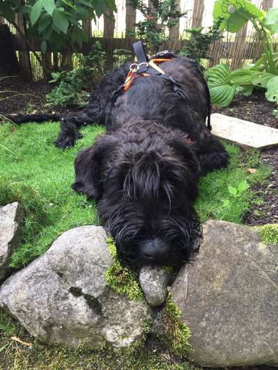 Die Dogorama Monats Challenge "Es grünt und blüht"-Beitrag-Bild