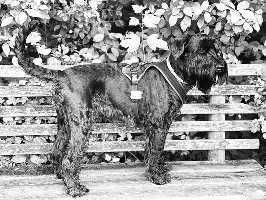 Wo habt ihr eure Hunde her ?-Beitrag-Bild