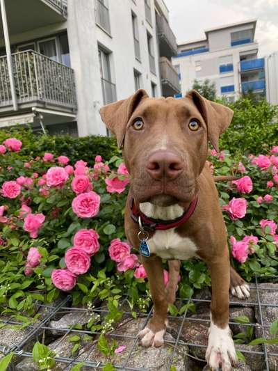 Die Dogorama Monats Challenge "Es grünt und blüht"-Beitrag-Bild