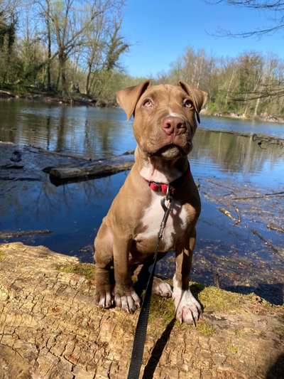 Welpen Bilder !-Beitrag-Bild