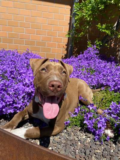 Die Dogorama Monats Challenge "Es grünt und blüht"-Beitrag-Bild