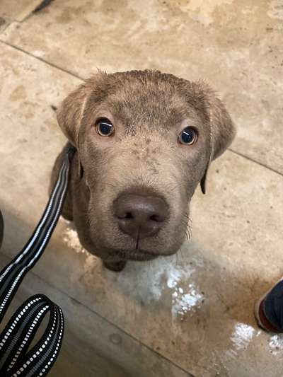 Dogorama Photo Challenge - Hundeblick zum hinschmelzen-Beitrag-Bild