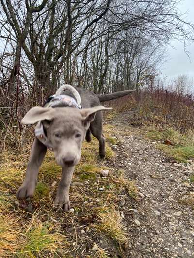 Fotochallenge 66 ~ Rennaction -Zeig deinen Hund im Lauf-Beitrag-Bild