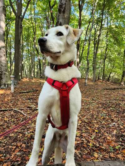 Auslandstierschutz-Beitrag-Bild