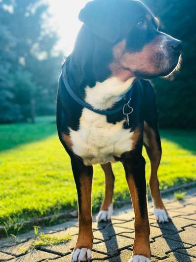 Zeigt her eure Kolosse!-Beitrag-Bild