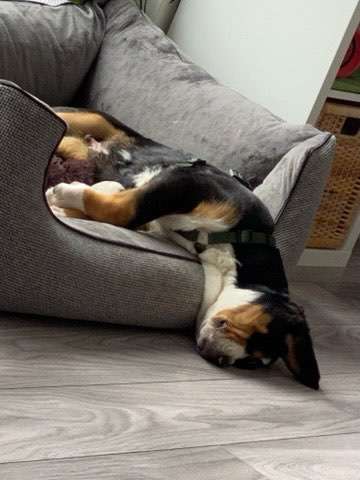 Zeigt mir die lustigsten Schlafpositionen eurer Fellnasen-Beitrag-Bild