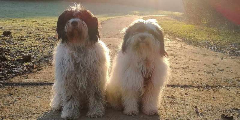 Tibet Terrier-Beitrag-Bild