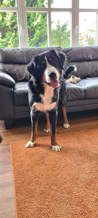 Berner Sennen-Beitrag-Bild