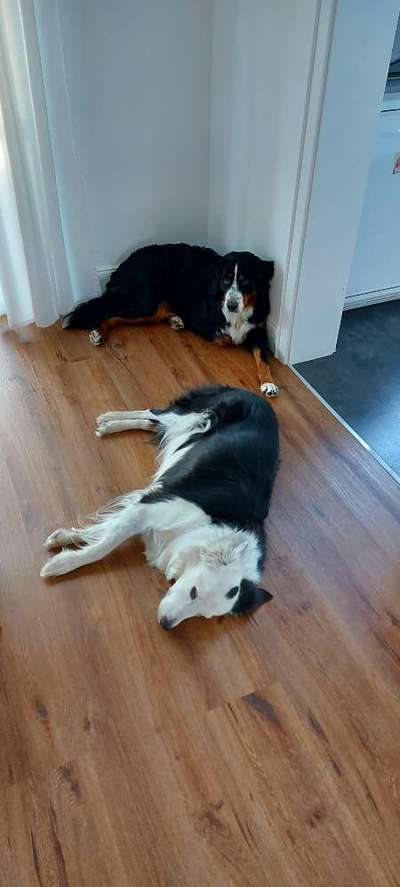 Mehrhundehaltung oder Einzelhund?-Beitrag-Bild