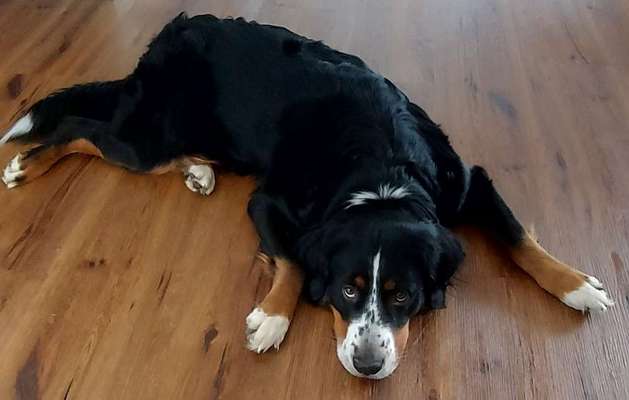 Berner Sennen-Beitrag-Bild