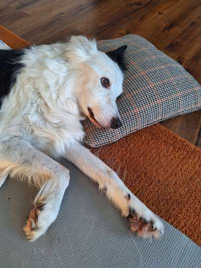 Unsere Fellnasen im Regenbogenland-Beitrag-Bild