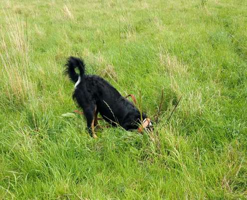 Berner Sennen-Beitrag-Bild