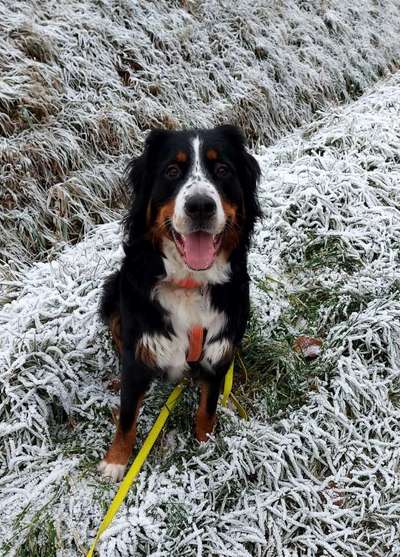 Berner Sennen-Beitrag-Bild