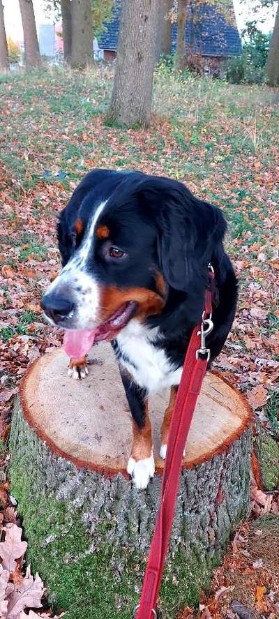 Mischlinge - wo habt Ihr Eure gefunden?-Beitrag-Bild