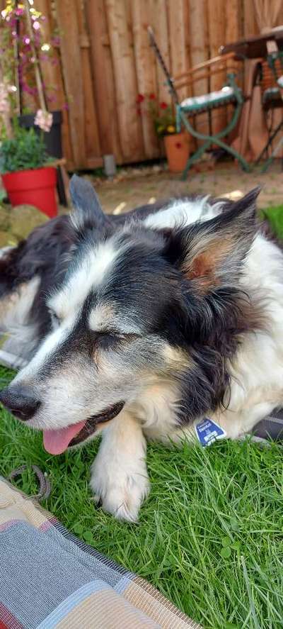 Unsere Fellnasen im Regenbogenland-Beitrag-Bild
