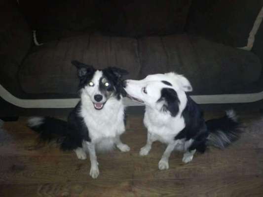 Zeigt mal eure border Collies :)-Beitrag-Bild