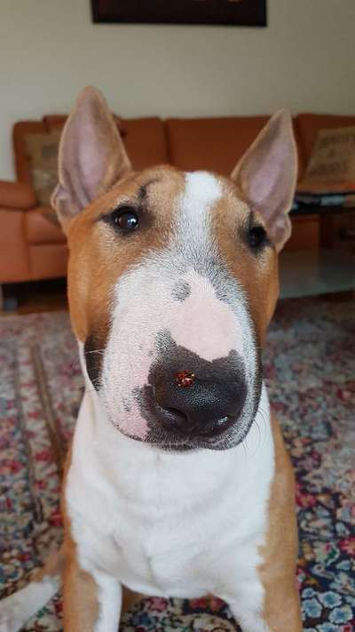 Miniatur Bull Terrier-Beitrag-Bild