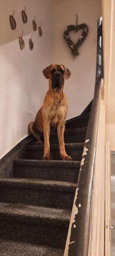 Deutsche Doggen Besitzer zeigt euch-Beitrag-Bild