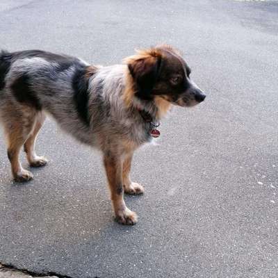 Hundetreffen-Spaziergang im wald