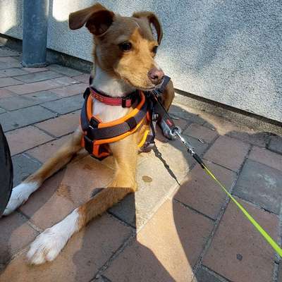 Hundetreffen-Treffen Spazieren gehen neue Leute kennenlernen.-Bild