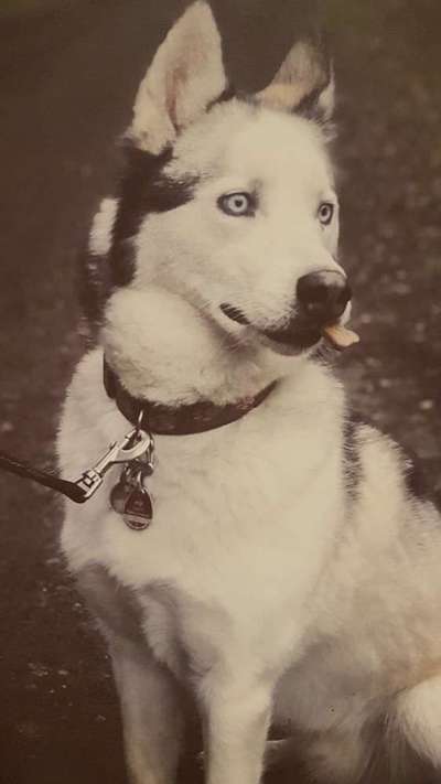 Dogorama Photo Challenge - Portrait-Beitrag-Bild