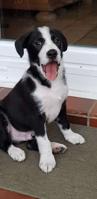 Die Dogorama Kalender Challenge Titelbild-Beitrag-Bild