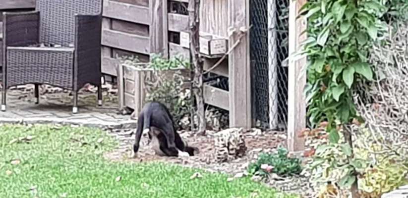 Die Dogorama Kalender Challenge Titelbild-Beitrag-Bild