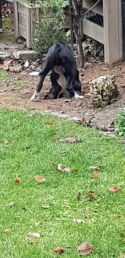 Die Dogorama Kalender Challenge Titelbild-Beitrag-Bild