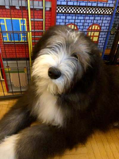 Bergamasker Hirtenhunde oder Bearded Collies hier?-Beitrag-Bild
