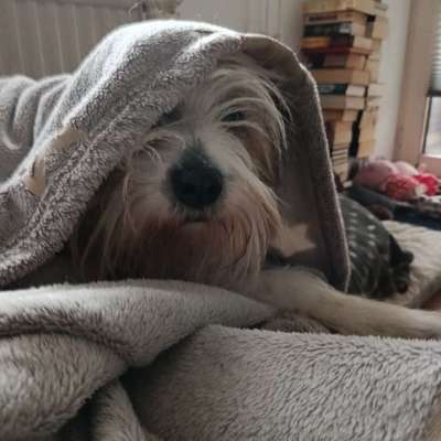 20 m Schleppleine weil Rückruf nicht klappt?-Beitrag-Bild