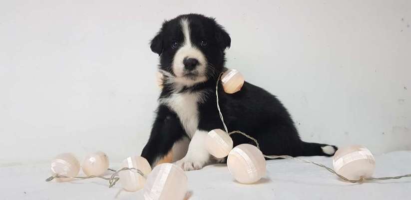 Welpen Bilder !-Beitrag-Bild