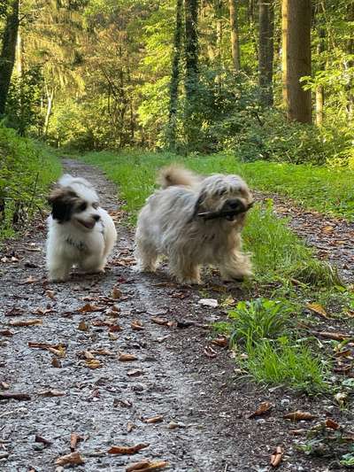 Foto -Challenge  Thema : Dein Hund Im Wald-Beitrag-Bild