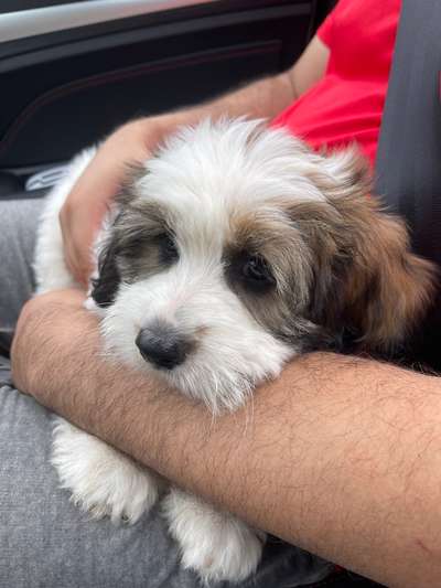 Welpen Bilder !-Beitrag-Bild