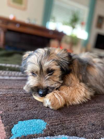 Welpen Bilder !-Beitrag-Bild